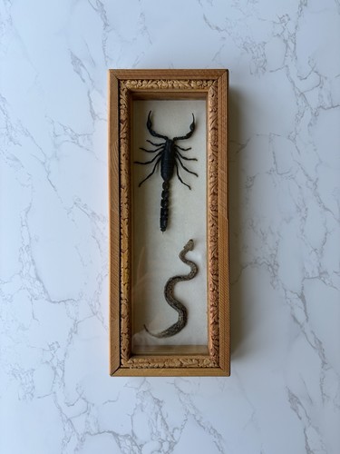 Vintage real fattail scorpion - real,