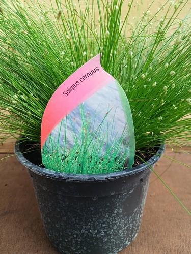 Litre potted scirpus - 1,