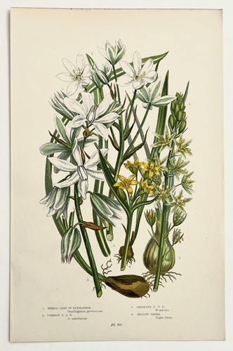 Star bethlehem anne pratt - of,