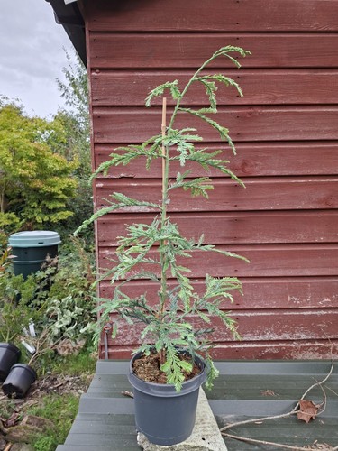 Sequoia sempervirens steel - sequoia,