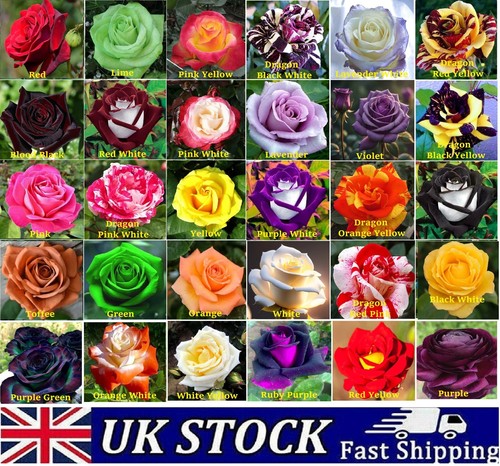 Multi coloured rose seeds - rose,