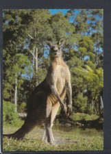 Animals Postcard - Forester or Great Grey Kangaroo    RR4554
