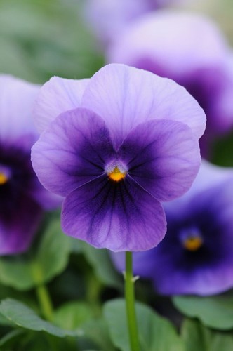 200 viola pansy beaconsfield - 200,