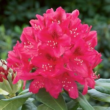 2 x Rhododendron Nova Zembla