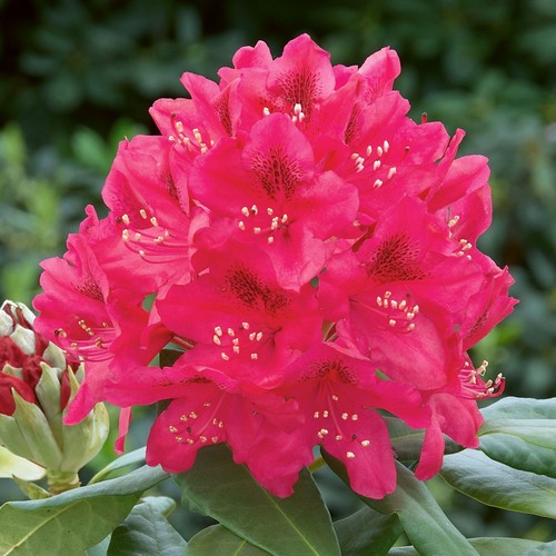 Rhododendron nova zembla - nova,
