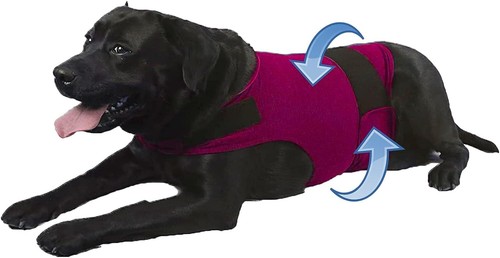Dog vest - dog,