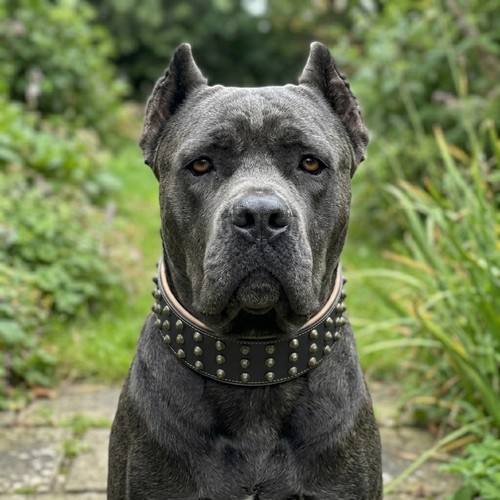 Leather studded dog collar big - dog,