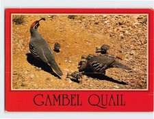 Postcard Arizona's Gambel Quail