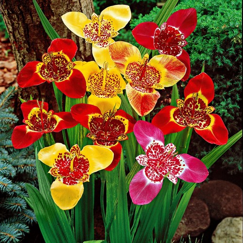 Tigridia pavonia mixed - 5,
