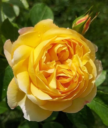 Belle jour floribunda rose - de,