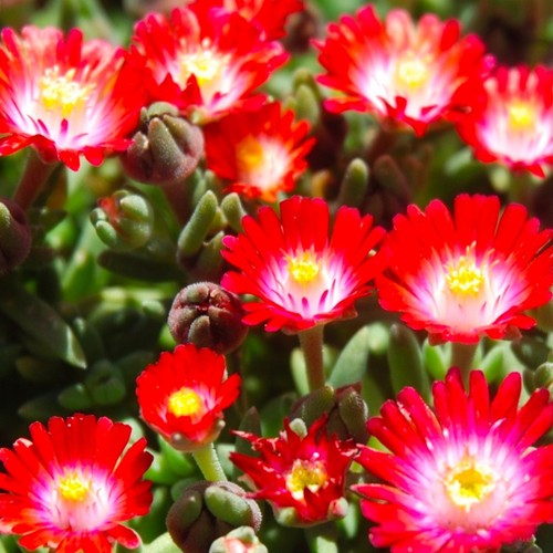 Delosperma plug plants