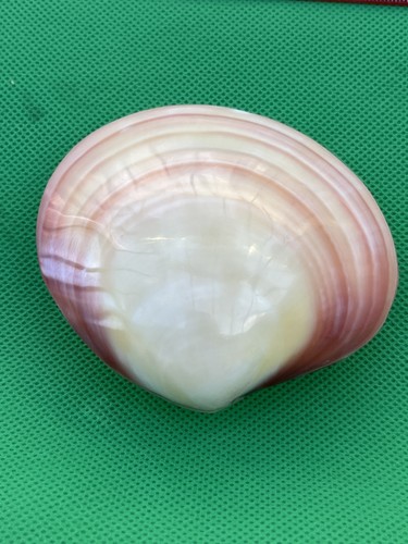 One pink and white polished - and,