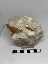 Sharks Tooth In Matrix