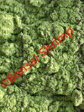 10g Bonsai Shrimp Baby / Fan