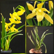 Rare Cymbidium Golden Elf