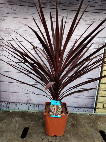 Cordyline red star 5l pot - cordyline, star'