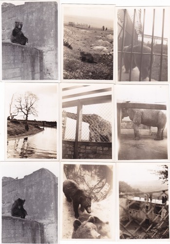 Vintage photographs zoos - x,