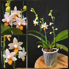 Phalaenopsis Mini Mark. 4
