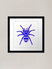 Tarantula! Blue and Purple