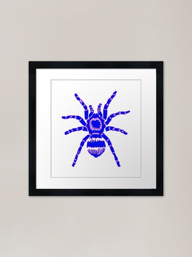 Tarantula blue and purple - tarantula!,