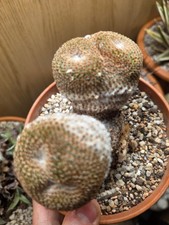 Mammillaria crucigera Crested