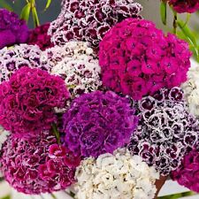 400 x DIANTHUS BARBATUS-Sweet William- DOUBLE Biennial Mix Seeds