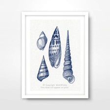 SEASHELL CHART SEASIDE
