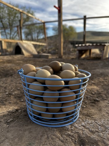 Ringneck pheasant hatching - pheasant,