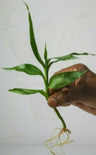 Dracaena sanderiana lucky - dracaena, (lucky