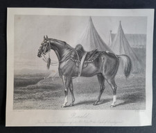 Antique 1856 print - Horse - Ronald - Favourite Charger of Earl of Cardigan