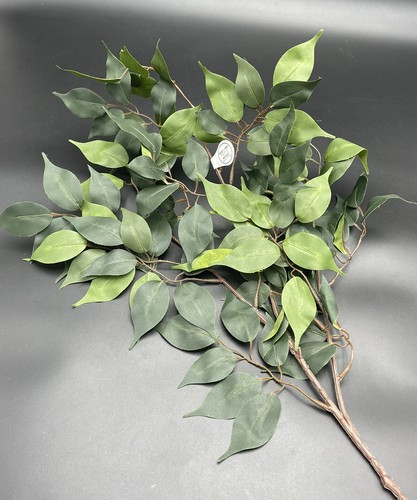 Ficus branch floral stem hobby - ficus,