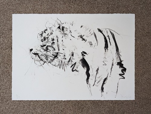 Rare dave white tiger - dave, print