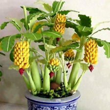 100pcs Dwarf Banana Tree Seeds