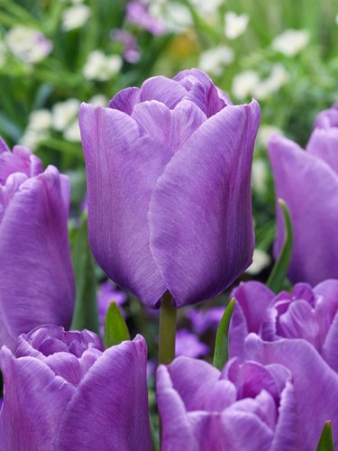 10x blue aimable tulip bulbs - tulip,