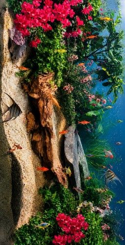 Fish tank background - background, picture