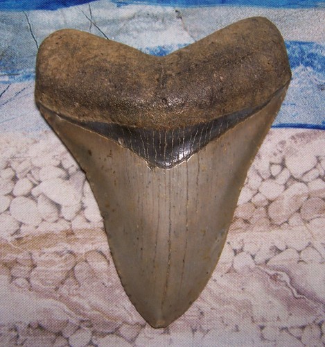 Megalodon shark tooth - megalodon,