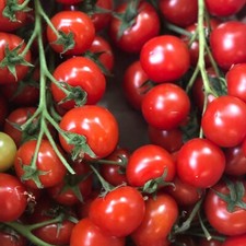 Tomato Seeds Large EASY GROW