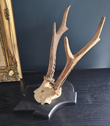 Vintage mounted roe deer - vintage,