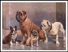 FRENCH AND ENGLISH BULLDOG