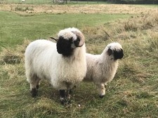 RAW UNWASHED RARE VALAIS BLACKNOSE SHEEP FLEECE, SPINNING, FELTING, WEAVING