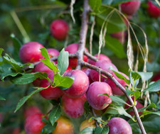 Fruit Trees - Plum -