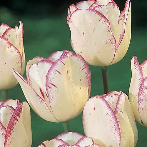 Tulips shirley spring - 12, x