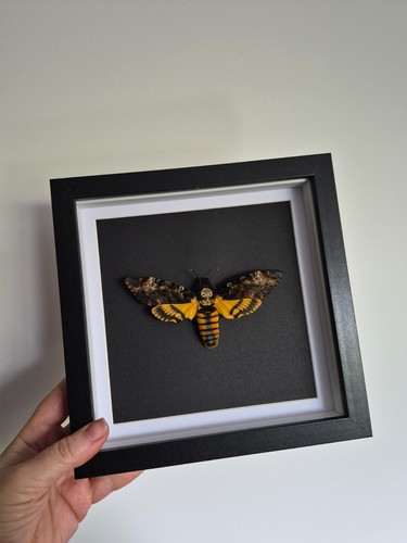Framed deathshead hawk moth - framed,