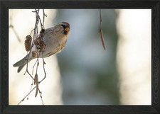 Redpoll bird perched on birch