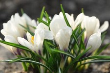 50 x White Crocus Bulbs Early Large Spring Flowering Hardy Garden Flower Plants
