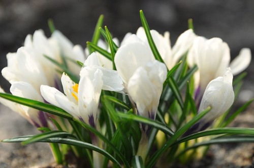 White crocus bulbs - 50, x