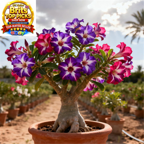 Desert rose plant - desert, bulb