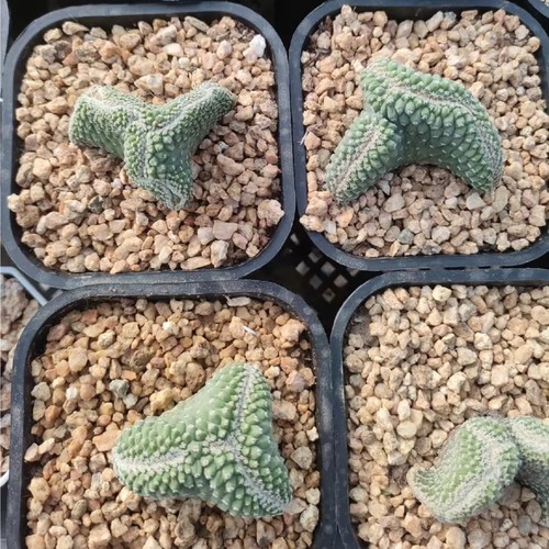 1pcs 5cm seedgrowth seedling - seedgrowth,