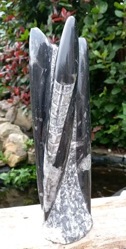 Large freestanding orthoceras - large,