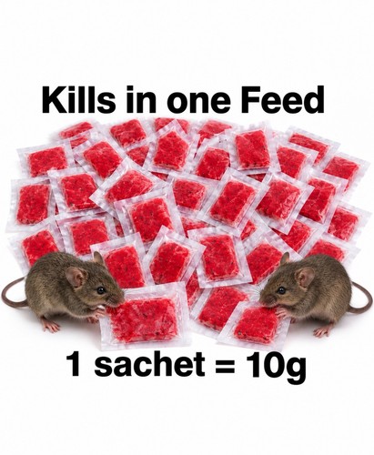 Rodent rat mouse strong - rodent,